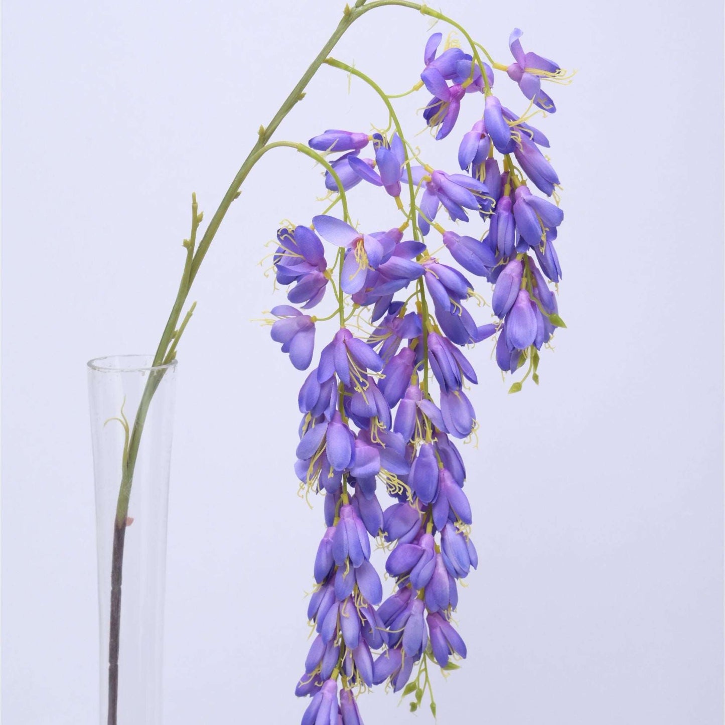 HANGING GOLDEN RAIN - Oriental Flowers