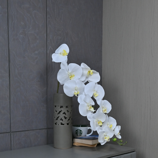 PHALAENOPSIS (PACK OF 1)