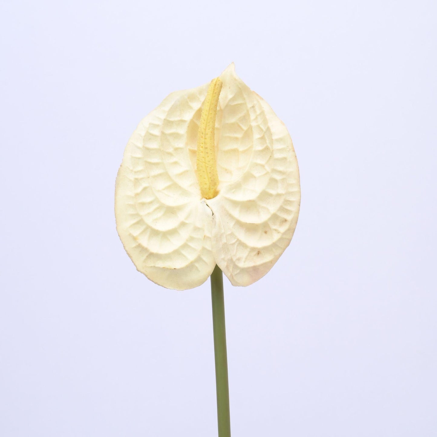 ORIENTAL FLOWERS ARTIFICIAL ANTHURIUM (PACK OF 3) - Oriental Flowers