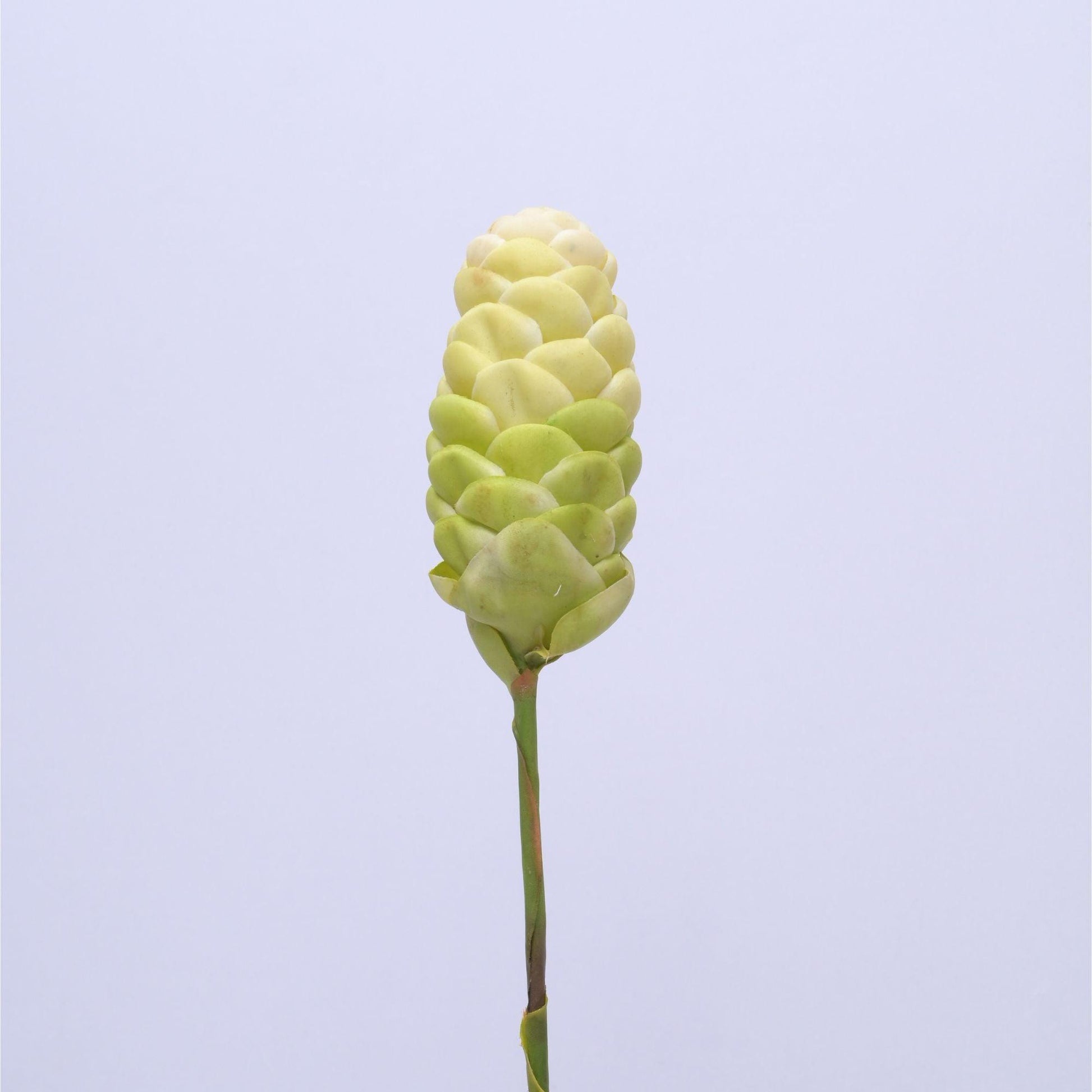 ORIENTAL FLOWERS ARTIFICIAL GINGER BITTER (PACK OF 1) - Oriental Flowers