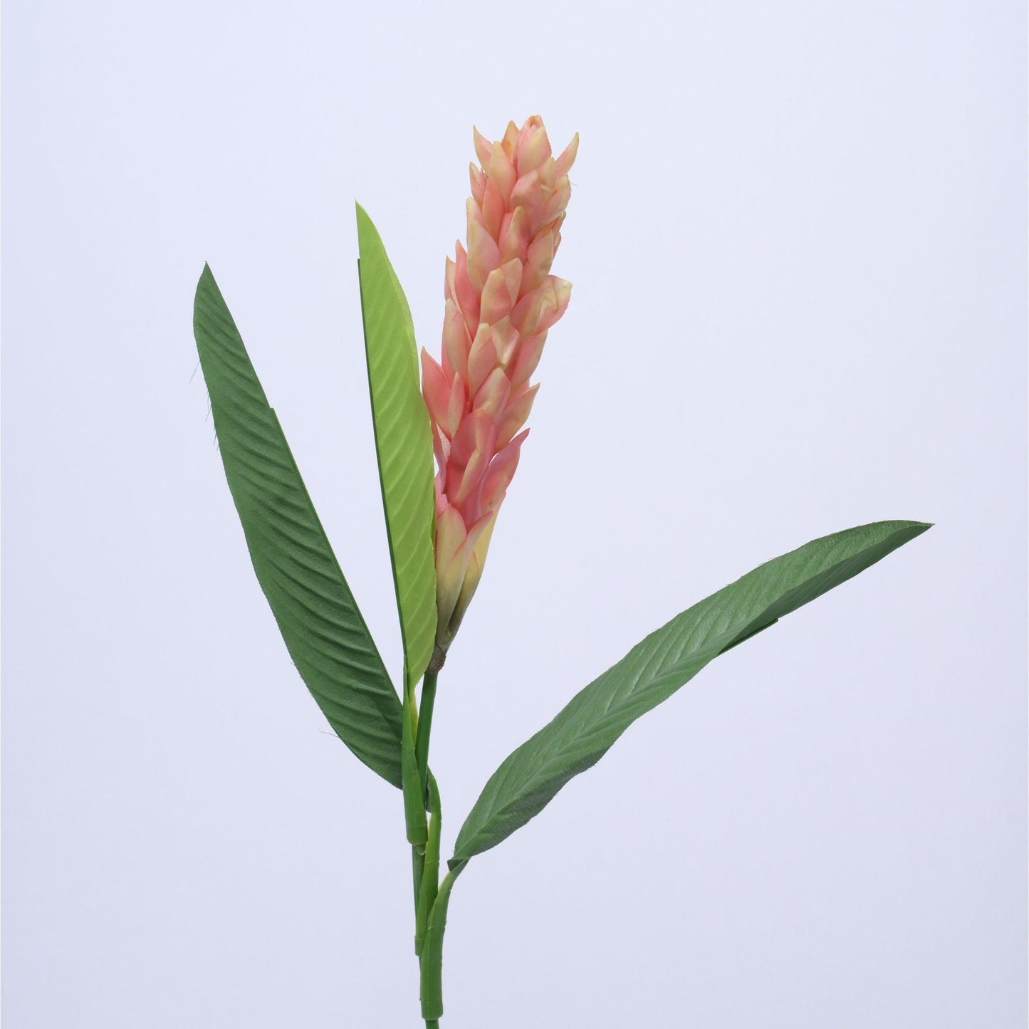 ORIENTAL FLOWERS ARTIFICIAL GINGER (PACK OF 1) - Oriental Flowers