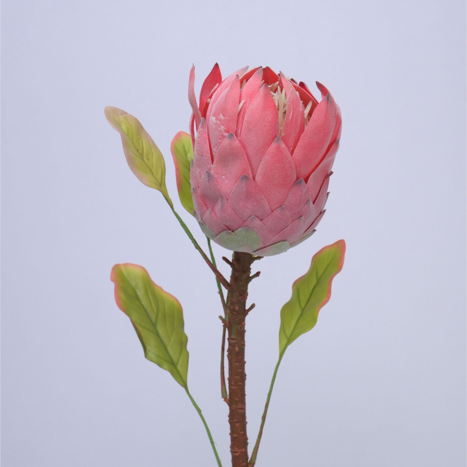 ORIENTAL FLOWERS ARTIFICIAL PROTEA (PACK OF 1) - Oriental Flowers