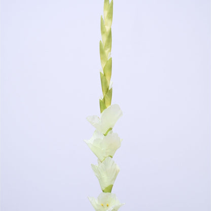 ORIENTAL FLOWERS ARTIFICIAL GLADIOLUS (PACK OF 2) - Oriental Flowers