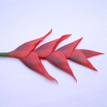 HELICONIA - Oriental Flowers