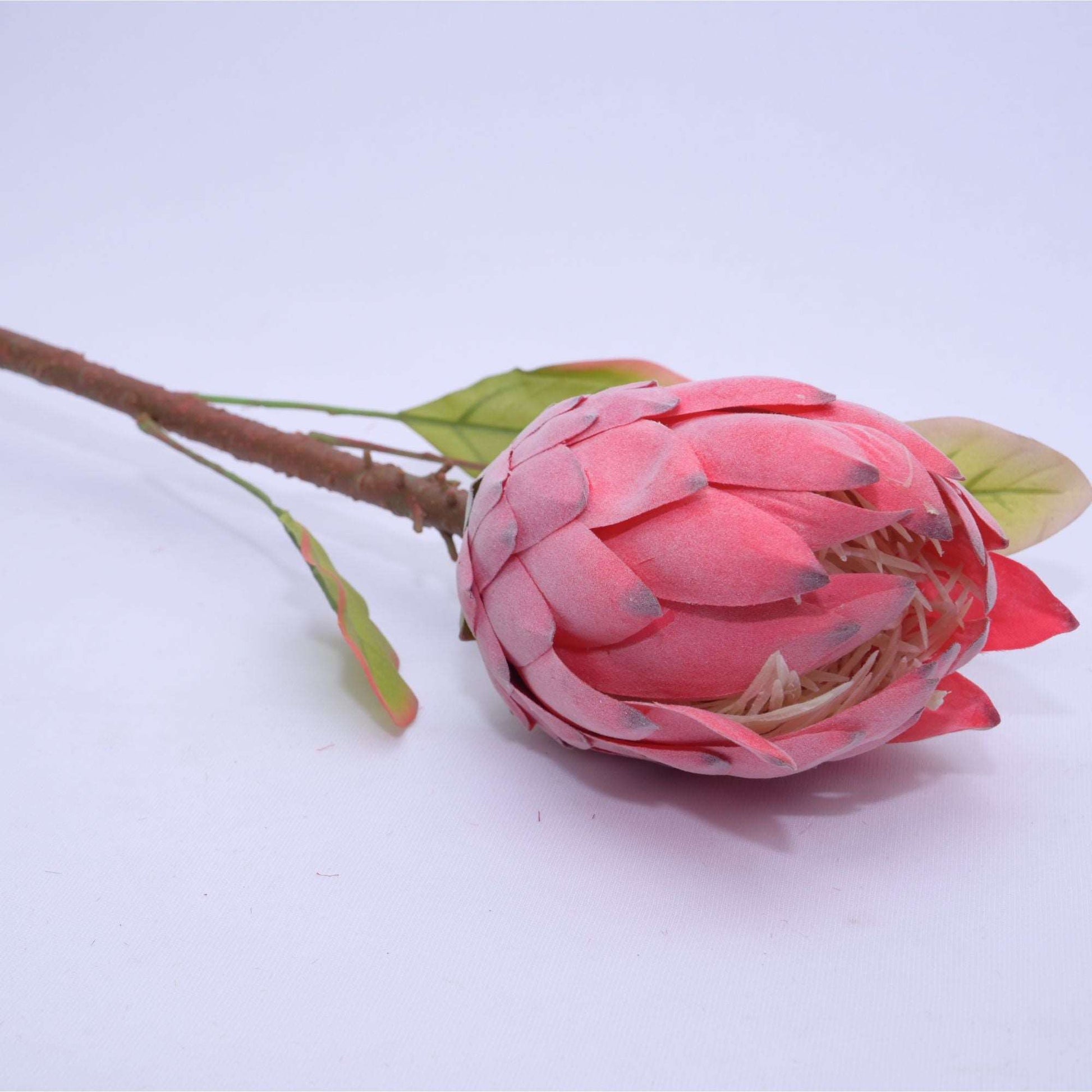 PROTEA - Oriental Flowers