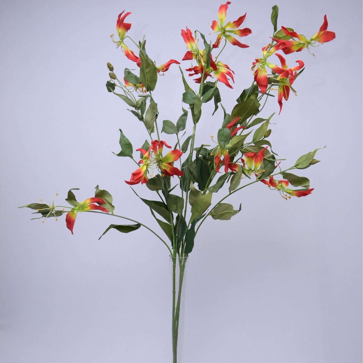 GLORIOSA - Oriental Flowers