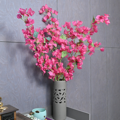 BOUGAINVILLEA (PACK OF 1)