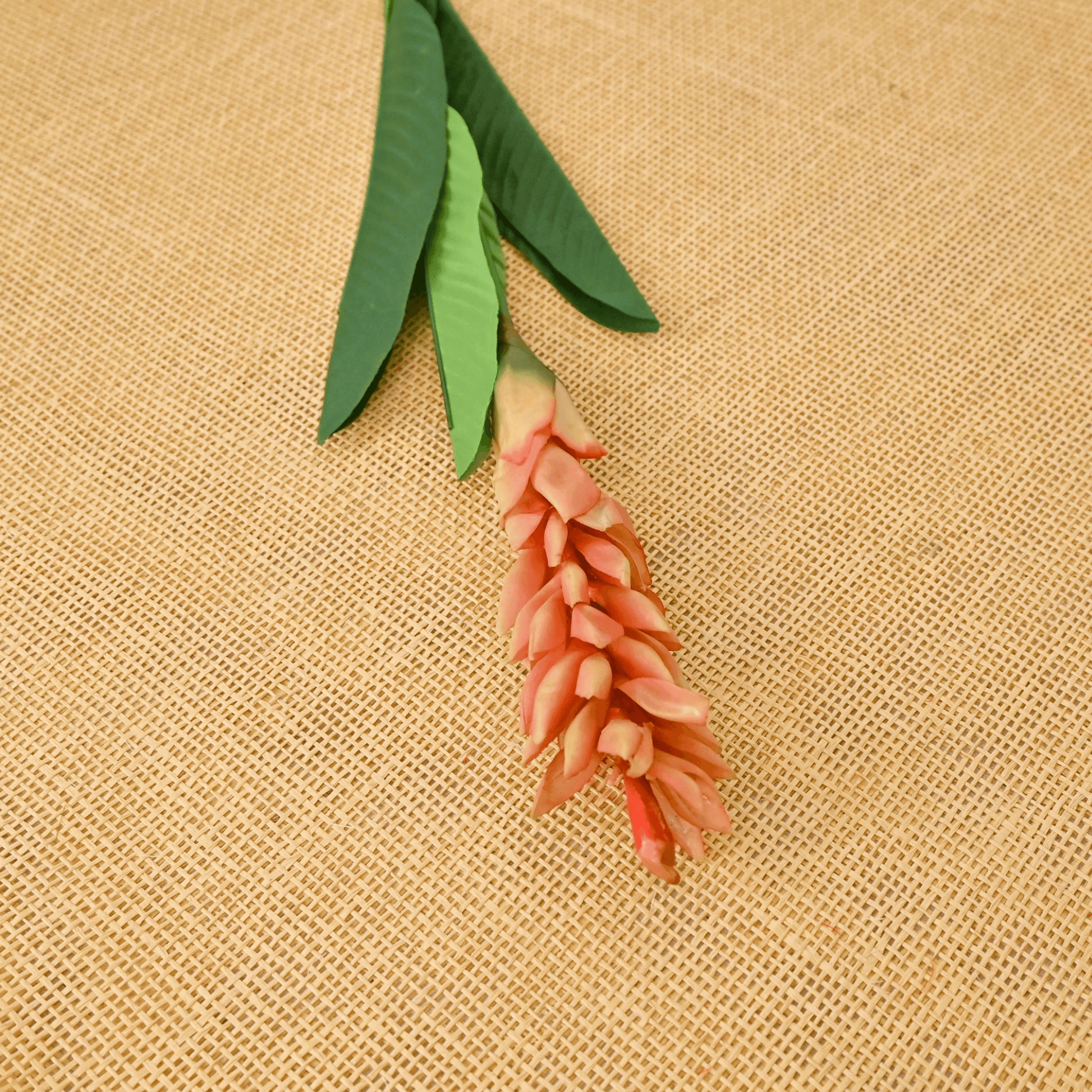 GINGER (PACK OF 1) - Oriental Flowers