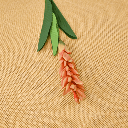 GINGER (PACK OF 1) - Oriental Flowers