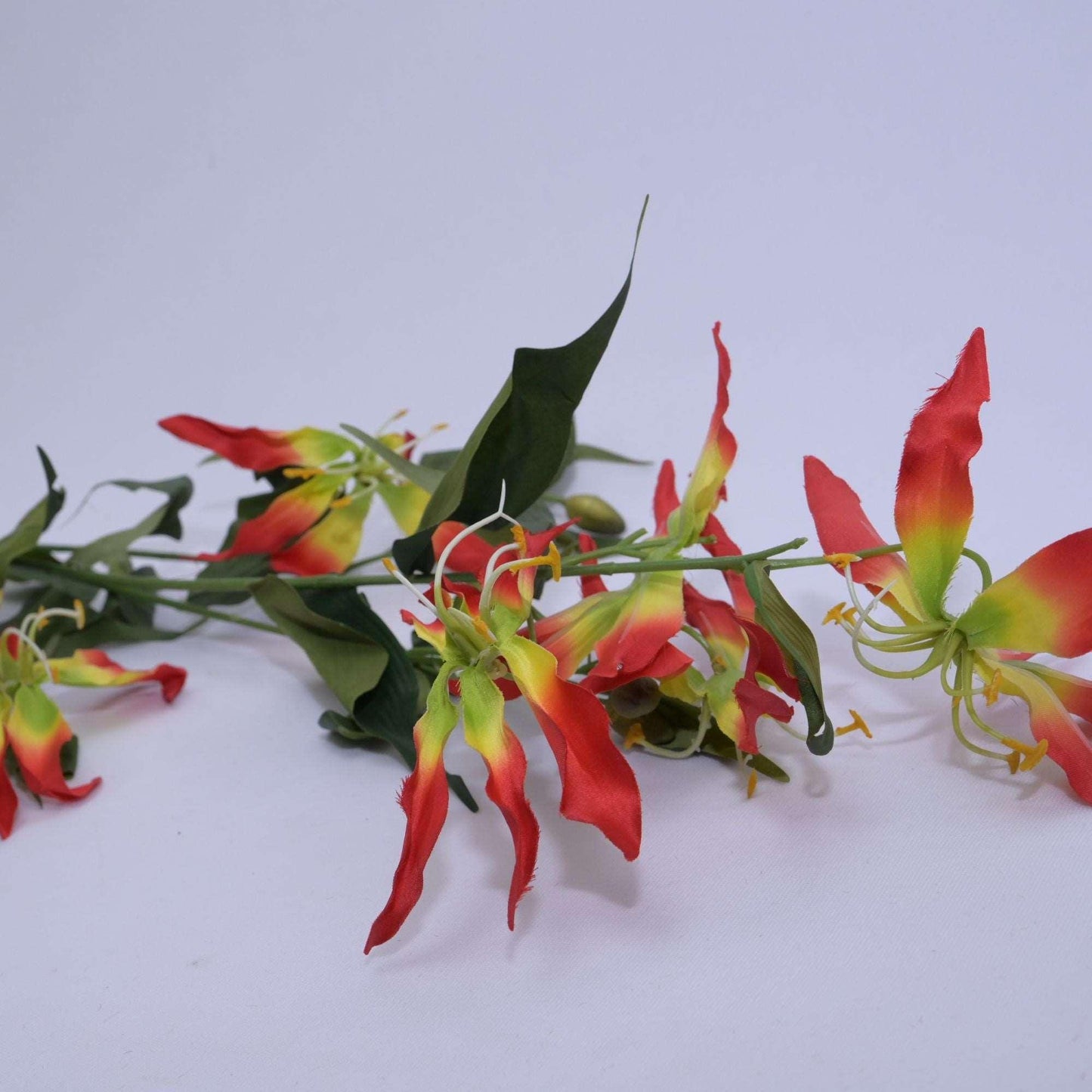 GLORIOSA - Oriental Flowers