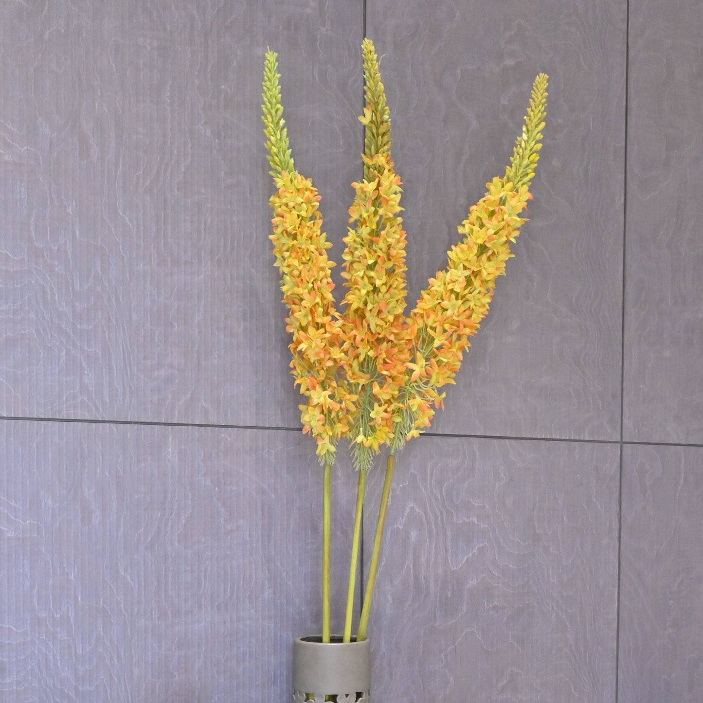 EREMURUS (PACK OF 1)