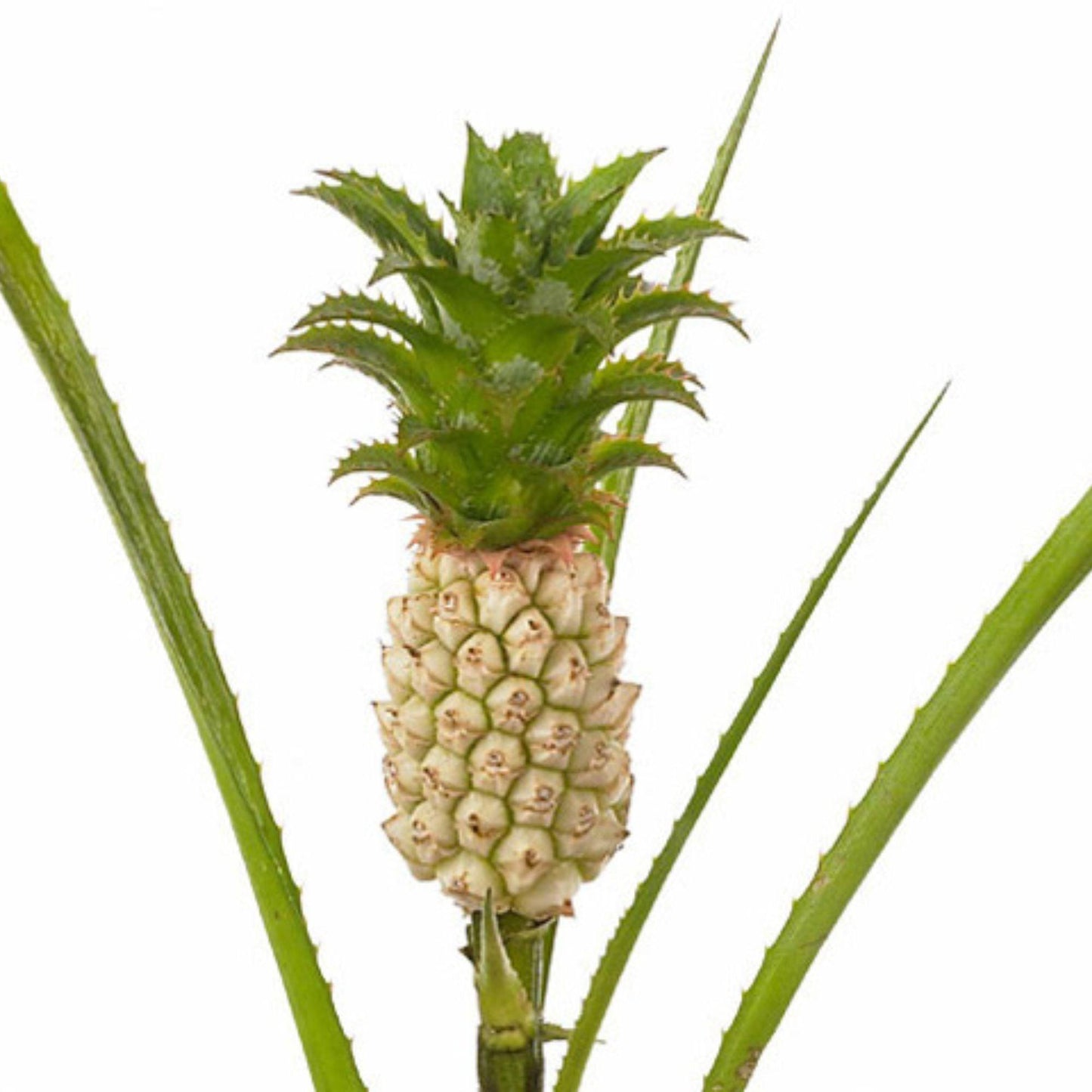 ORIENTAL FLOWERS ORNAMENTAL PINEAPPLE - Oriental Flowers