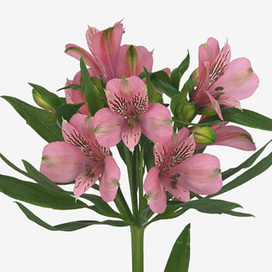 ORIENTAL FLOWERS ALSTROEMERIA - Oriental Flowers