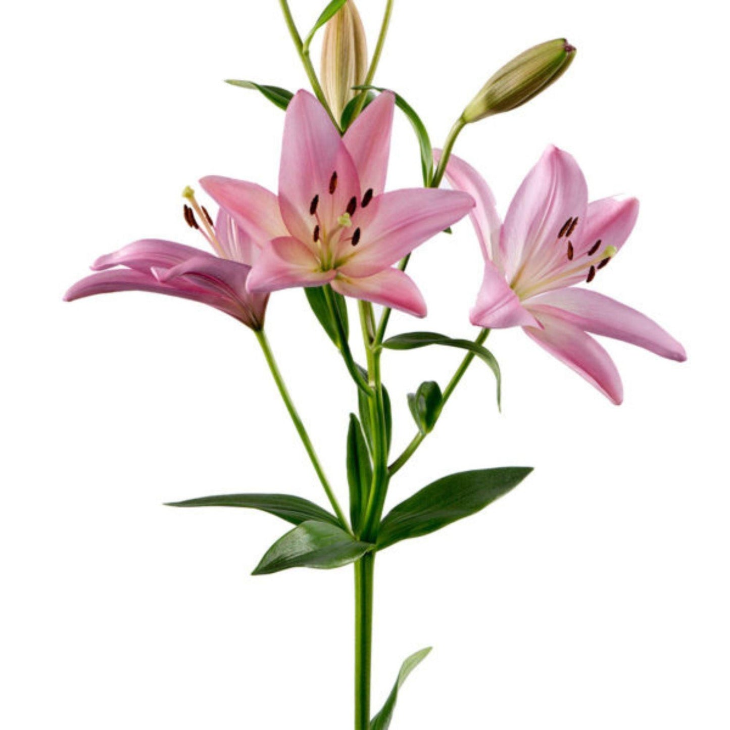 ORIENTAL FLOWERS ASIATIC LILY - Oriental Flowers