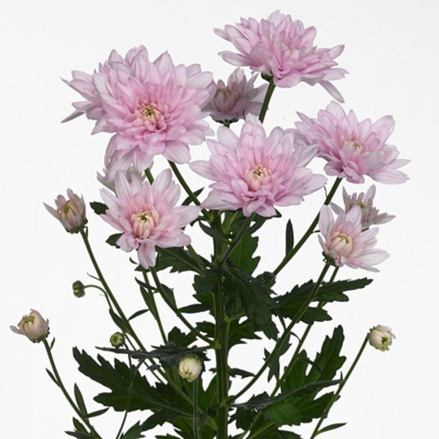 ORIENTAL FLOWERS CHRYSANTHEMUM SPRAY - Oriental Flowers