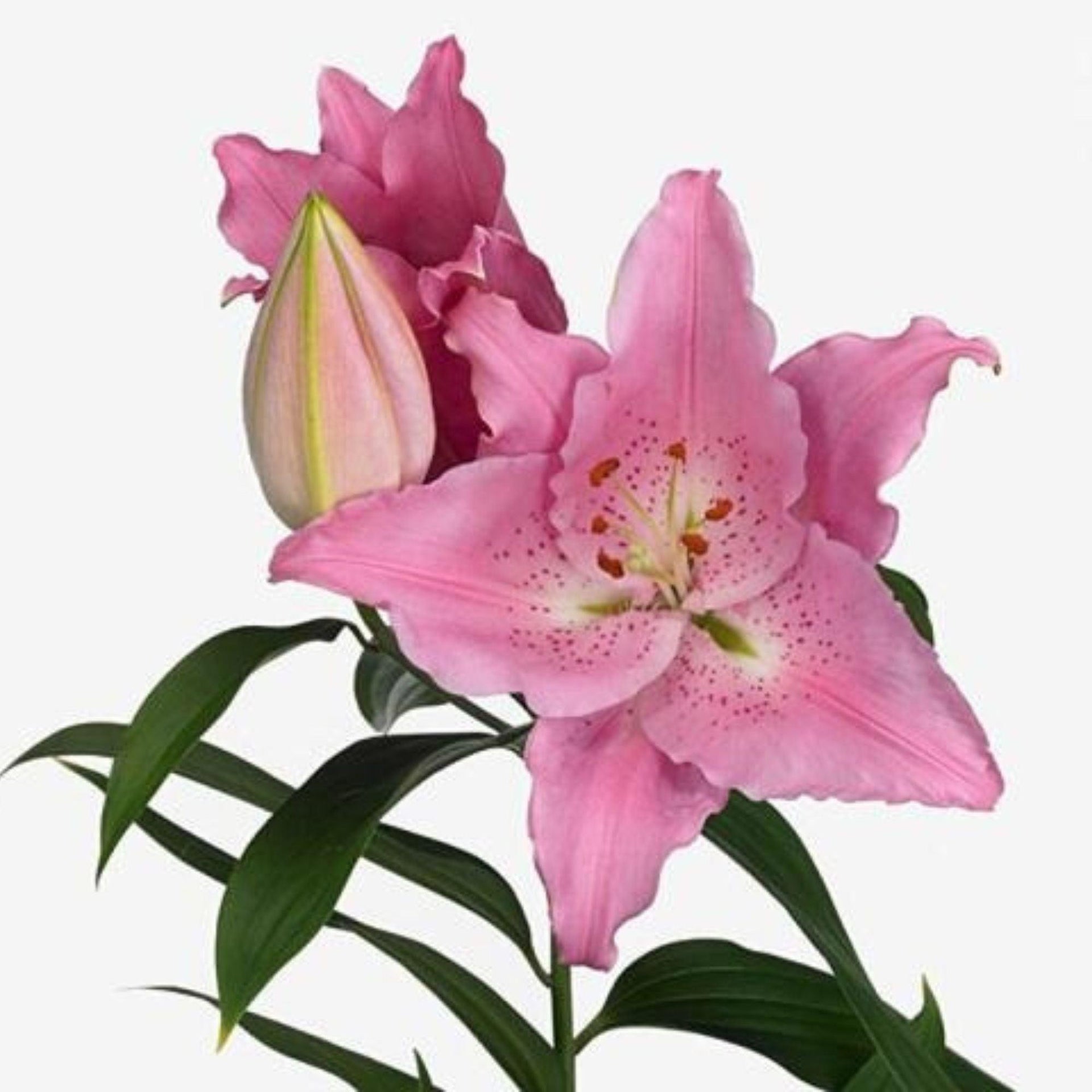 lily flower price in india Oriental Lily Fresh Cut Flower In Kolkata – ORIENTAL FLOWERS