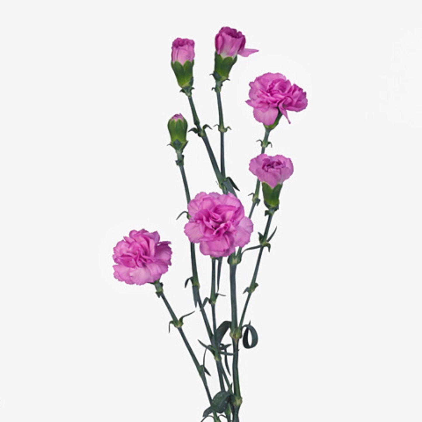 ORIENTAL FLOWERS CARNATION SPRAY - Oriental Flowers