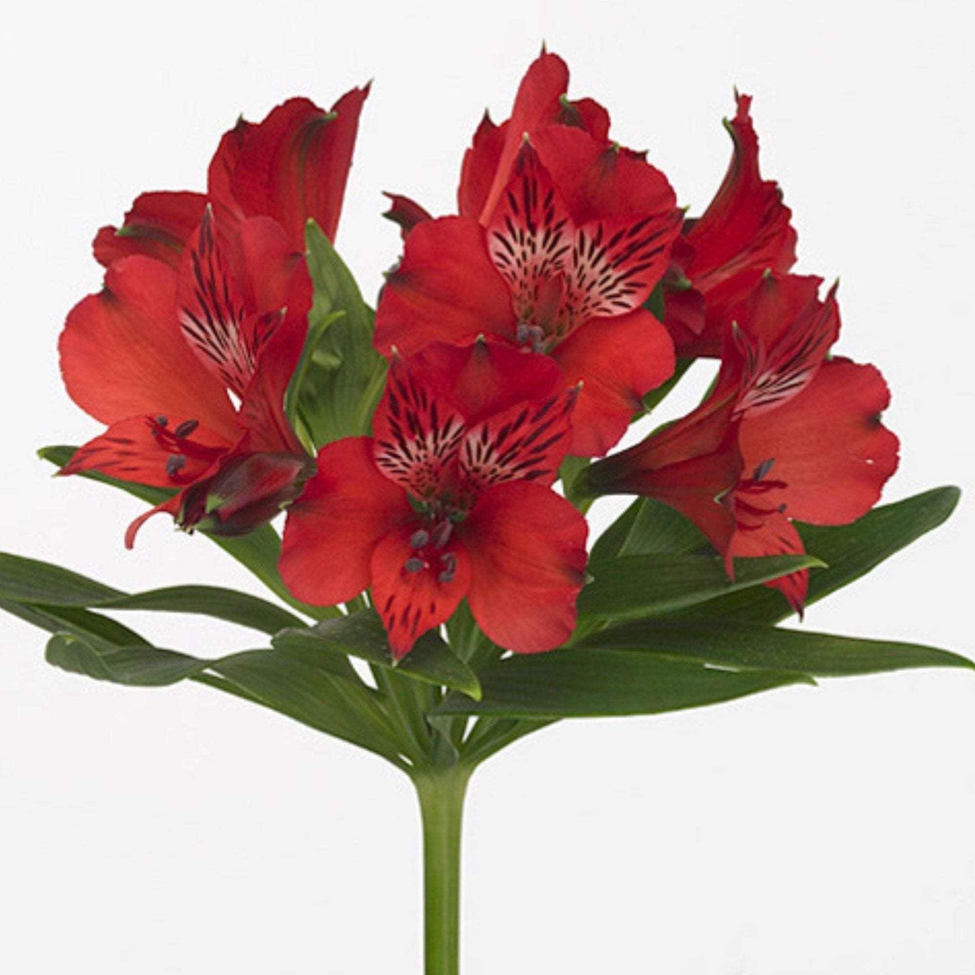 ORIENTAL FLOWERS ALSTROEMERIA - Oriental Flowers