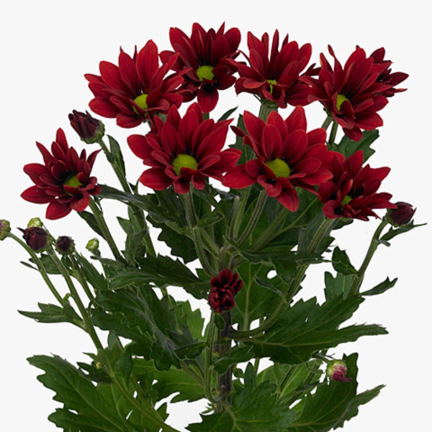 ORIENTAL FLOWERS CHRYSANTHEMUM SPRAY - Oriental Flowers