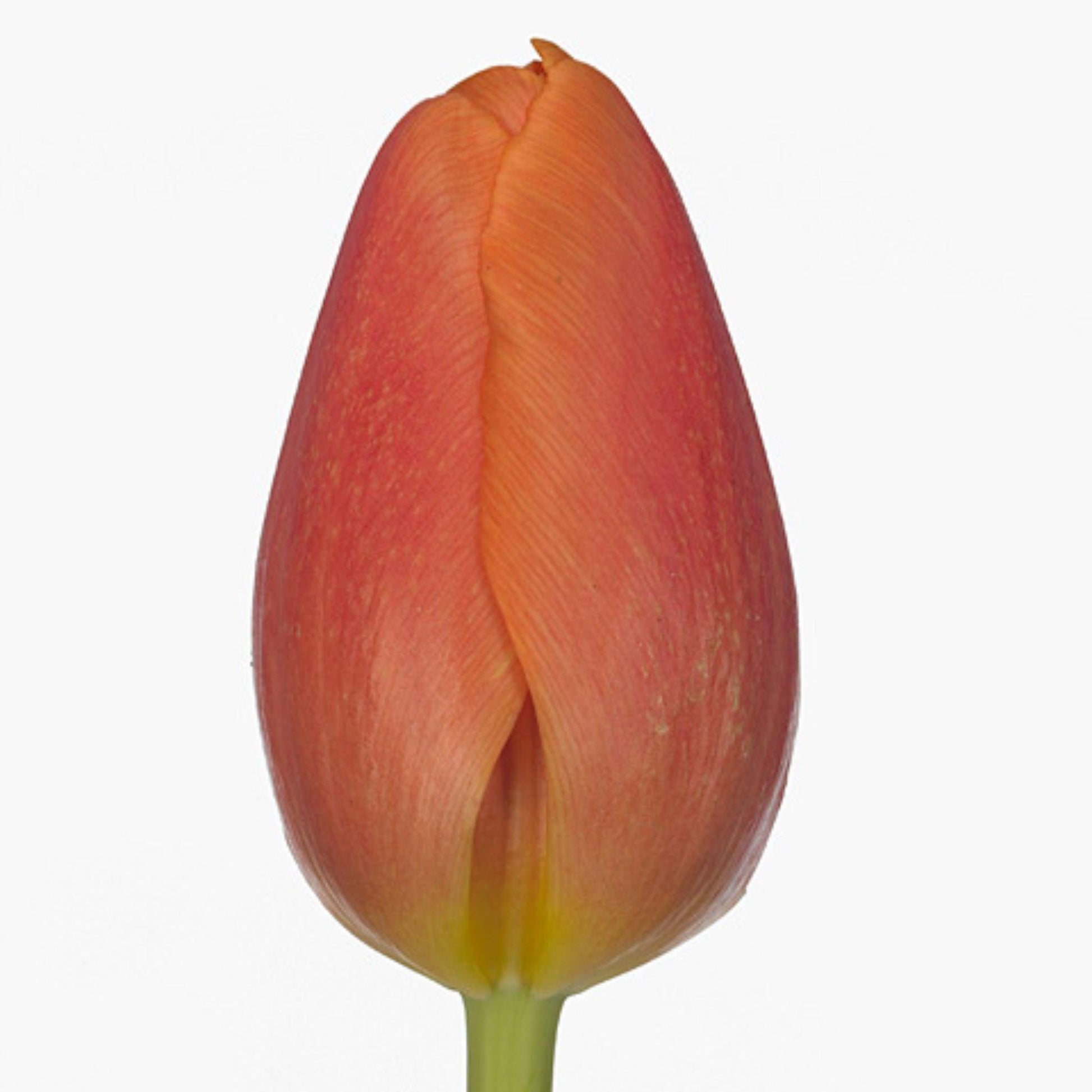 Tulip Fresh Cut Flowers for décor