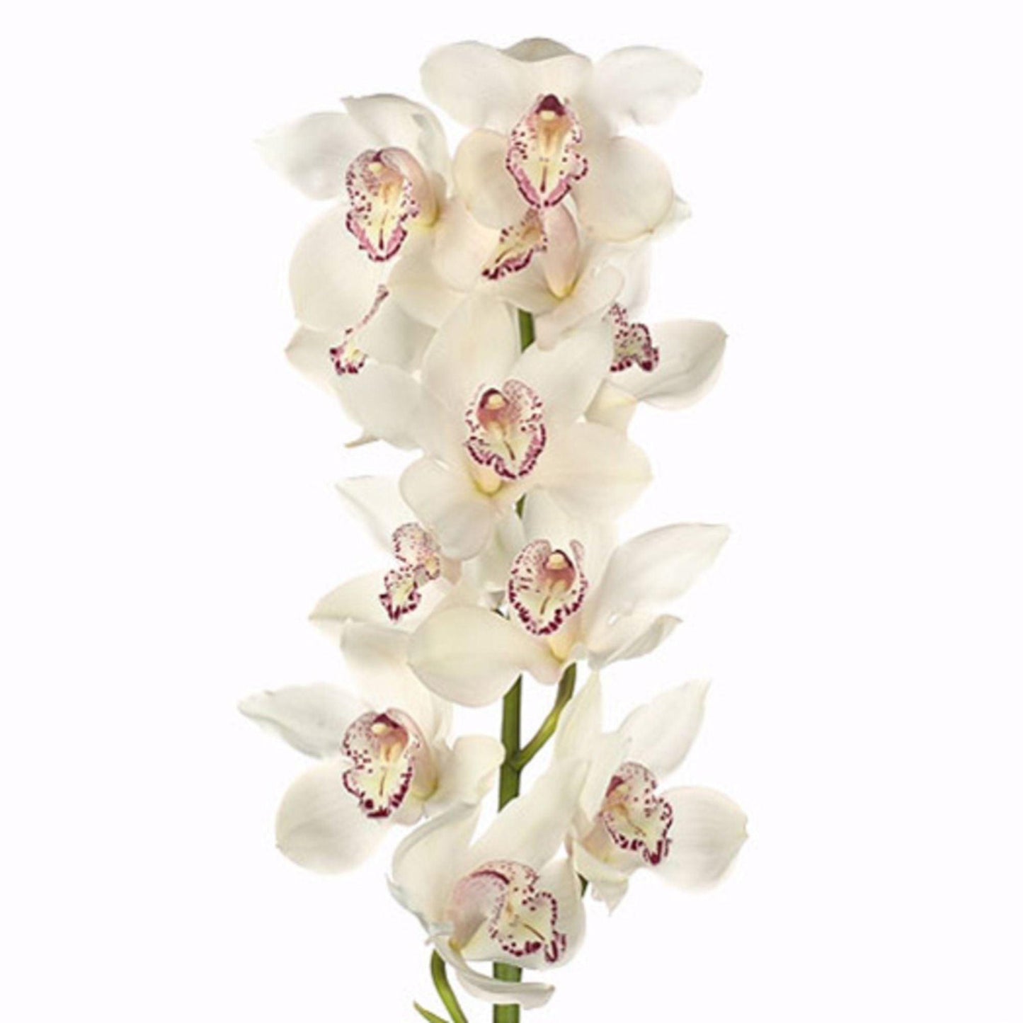 ORIENTAL FLOWERS CYMBIDIUM - Oriental Flowers