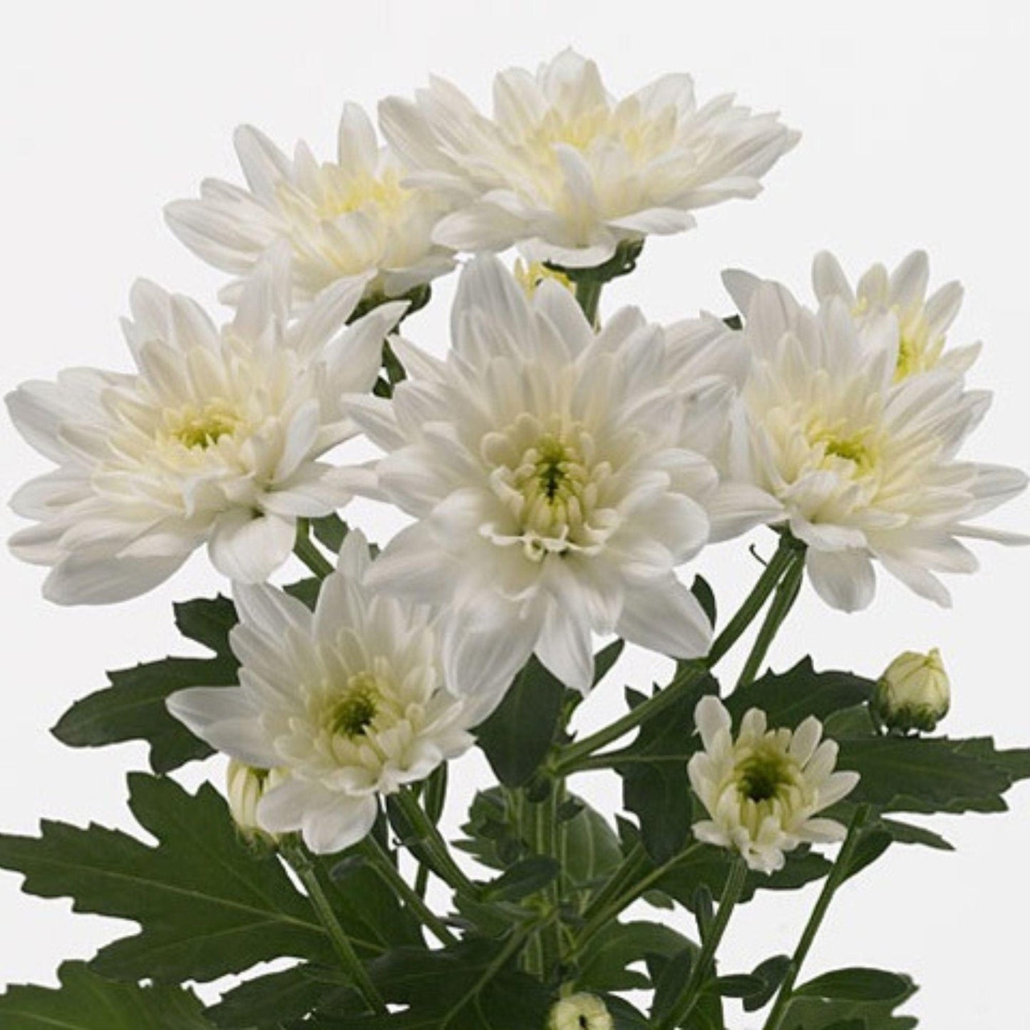 ORIENTAL FLOWERS CHRYSANTHEMUM SPRAY - Oriental Flowers