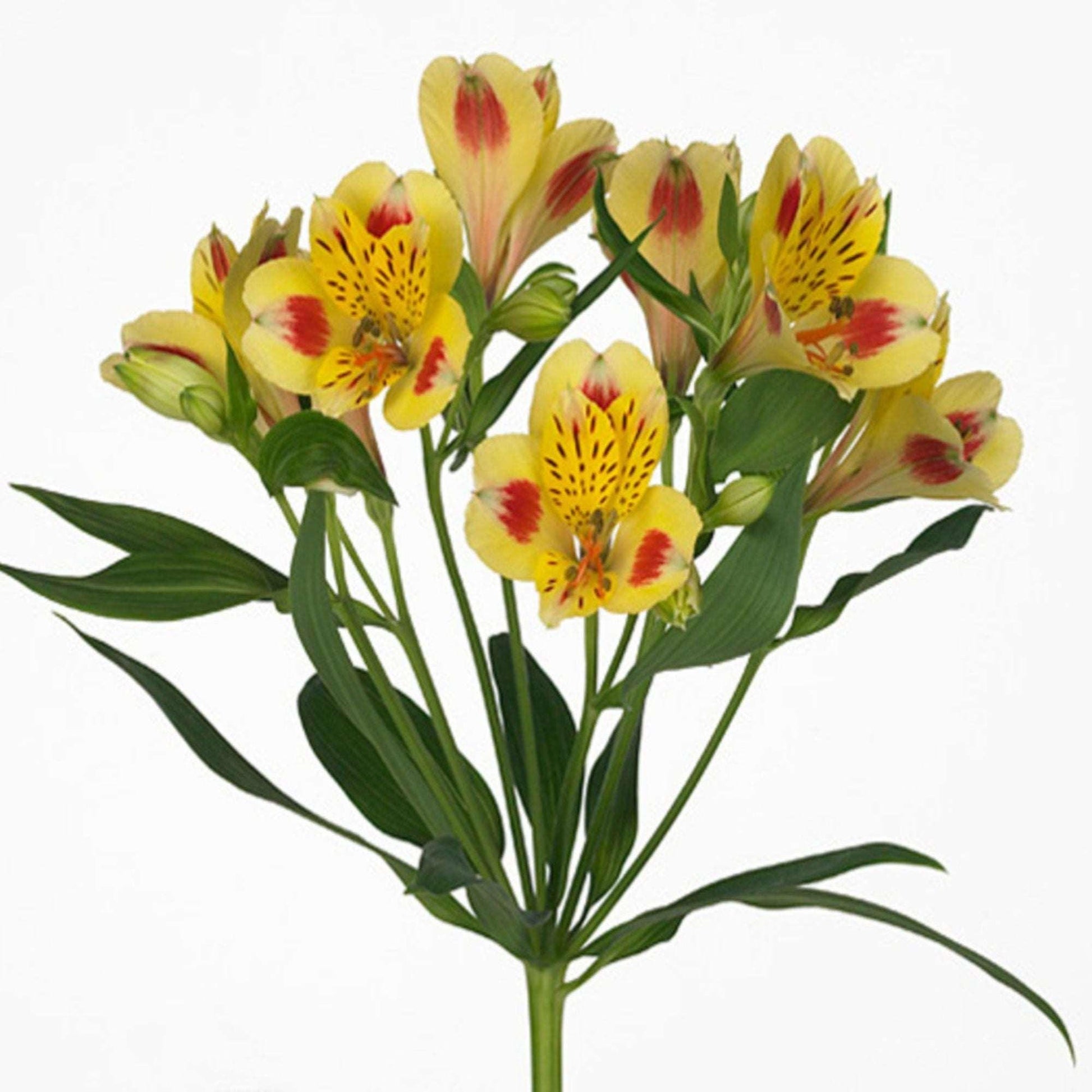 ORIENTAL FLOWERS ALSTROEMERIA - Oriental Flowers